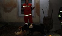 Rettungshund starb bei Einsatzübung Suchaktion nach Feuerwehrübung!