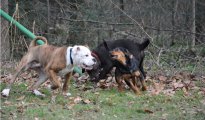 Hundeschule - ein Muss für verantwortungsvolle Hundehalter Hundeschule - ein Muss für verantwortungsvolle Hundehalter