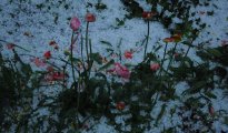 Ebensee: Hagel verwüstet Gärten und verletzte Personen Ebensee: Hagel verwüstet Gärten und verletzte Personen