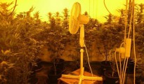 Vorchdorf: Bauernhof diente als Zuchtplantage einer großangelegten Cannabis-Indoor-Anlage | Foto: SID Vorchdorf: Bauernhof diente als Zuchtplantage einer großangelegten Cannabis-Indoor-Anlage | Foto: SID