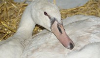 Assisi-Hof-Tierrettung rettet entkräfteten Schwan am Attersee Assisi-Hof-Tierrettung rettet entkräfteten Schwan am Attersee