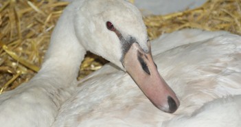 Assisi-Hof-Tierrettung rettet entkräfteten Schwan am Attersee Assisi-Hof-Tierrettung rettet entkräfteten Schwan am Attersee