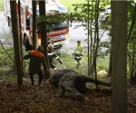 Regau: Feuerwehr muss totes Pferd aus Wald bergen Regau: Feuerwehr muss totes Pferd aus Wald bergen