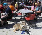 Bad Ischl:Welpen und Junghundeausflug in die Stadt Bad Ischl:Welpen und Junghundeausflug in die Stadt
