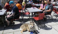 Bad Ischl:Welpen und Junghundeausflug in die Stadt Bad Ischl:Welpen und Junghundeausflug in die Stadt