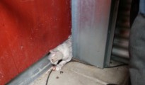 Attnang-Puchheim: Katze hinter Blechverkleidung eingeklemmt Attnang-Puchheim: Katze hinter Blechverkleidung eingeklemmt