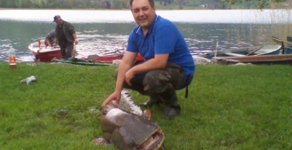 Sensationeller Fang am Zeller-Irrsee - 60 Kilo Wels an Land gezogen Sensationeller Fang am Zeller-Irrsee - 60 Kilo Wels an Land gezogen