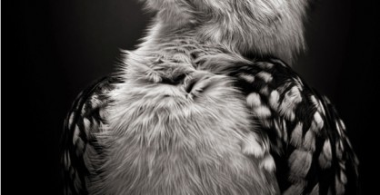 Fotoklub Schwanenstadt ist Vizestaatsmeister 2013
