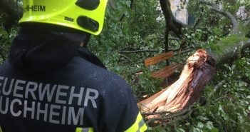 Denkmalgeschützte Blutbuche vom Sturm zerstört