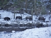 Advent im Wildpark Grünau