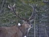 Advent im Wildpark Grünau