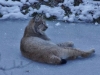 Advent im Wildpark Grünau