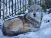 Advent im Wildpark Grünau