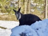 Advent im Wildpark Grünau