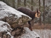 Advent im Wildpark Grünau begeisterte