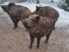 Advent im Wildpark Grünau begeisterte