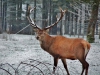 Advent im Wildpark Grünau begeisterte