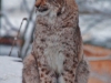 Advent im Wildpark Grünau begeisterte