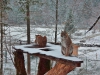 Advent im Wildpark Grünau begeisterte