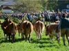 Almabtrieb in St. Wolfgang