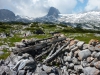 Aufforstungen am Dachstein-Massiv