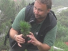 3600 Jungzirben beim Bergwaldprojekt Dachstein Gjaid Alm 2012 gepflanzt