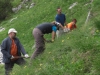 3600 Jungzirben beim Bergwaldprojekt Dachstein Gjaid Alm 2012 gepflanzt