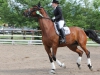 Reiten: top Erfolge bei Dressur-Landesmeisterschaften in Aurachkirchen