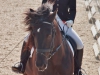 Reitsaison mit Dressurturnier eröffnet
