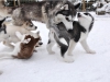 Ebensee: Huskywelpen - kleine Helden im Schnee