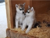 Ebensee: Huskywelpen - kleine Helden im Schnee