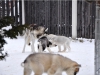 Ebensee: Huskywelpen - kleine Helden im Schnee