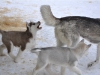 Ebensee: Huskywelpen - kleine Helden im Schnee