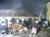 55 Tiere bei Großbrand in Frankenburg aus Vierkanter gerettet