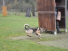 Ortsgruppenprüfung in der Hundeschule Gmunden/Regau