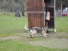 Ortsgruppenprüfung in der Hundeschule Gmunden/Regau