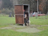 Ortsgruppenprüfung in der Hundeschule Gmunden/Regau