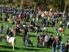 Leonhardiritt in Desselbrunn - Sonne, blauer Himmel und Leonhardibuschen