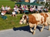 Reigen der Almabtriebe ging in Bad Ischl zu Ende