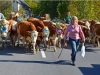 Reigen der Almabtriebe ging in Bad Ischl zu Ende