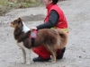 Rettungshundebrigade trainiert Ernstfall in Ebensee