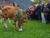 Almabtrieb in St. Wolfgang