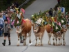 Almabtrieb in St. Wolfgang