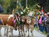 Almabtrieb in St. Wolfgang