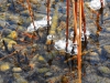 Impressionen: klare Luft und russische Winterkälte im Salzkammergut