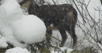 Impressionen: Gämse am Wimmersberg gesichtet