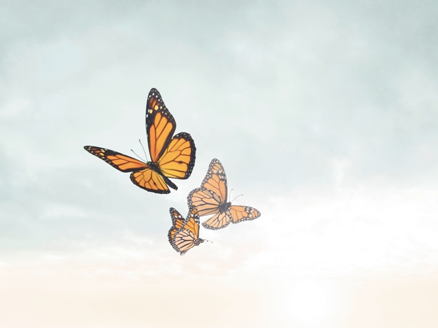 Lenzing – Marktführer bei Modalfasern stellt eine Ökoinnovation vor