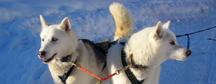 Schlittenhundfamilie van Es sind die neuen Wintersportler in Gosau