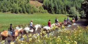 Das Glück dieser Erde, liegt auf dem Rücken der "Traunreiterpferde" | Foto: OOE Tourismus