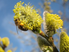 Das Geheimnis des Bienensterbens - Filmpräsentation in Altmünster | Foto: Kahtrin Reinhardt/aboutoixel de